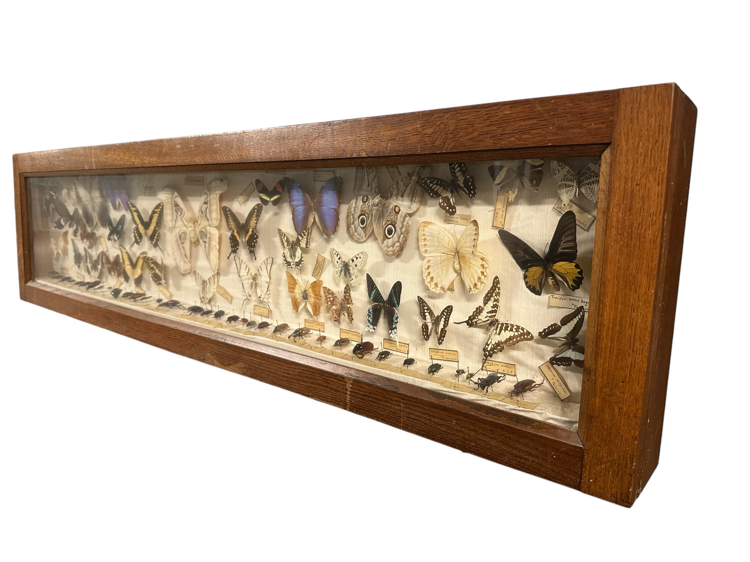 Vitrine ancienne Collection entomologie papillons et scarabée. BroVit1. La Route des Rois. Brocante