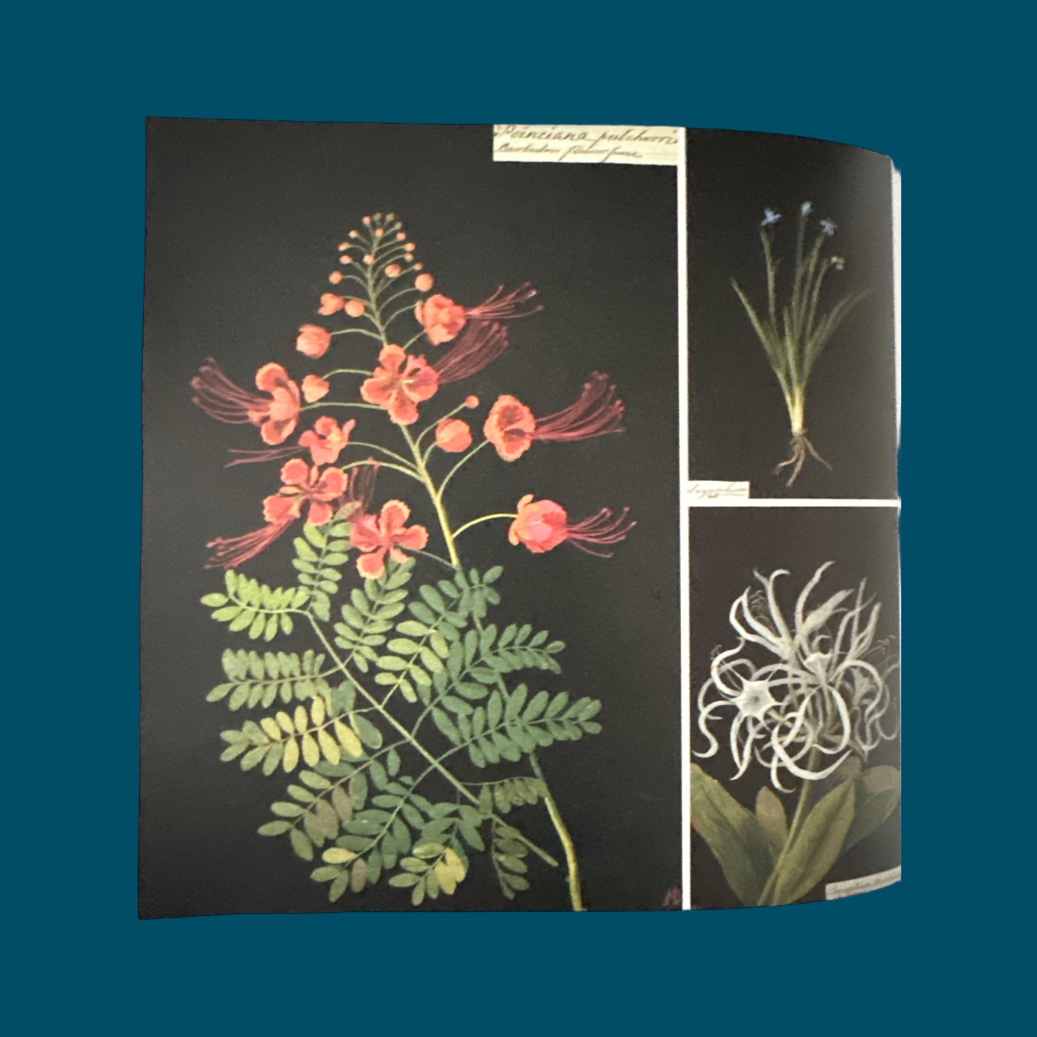 LE DANTEC J.-P., MOSSER M., Païni D. : JARDINS. La Route des Rois. Librairie. Art. Artisanat