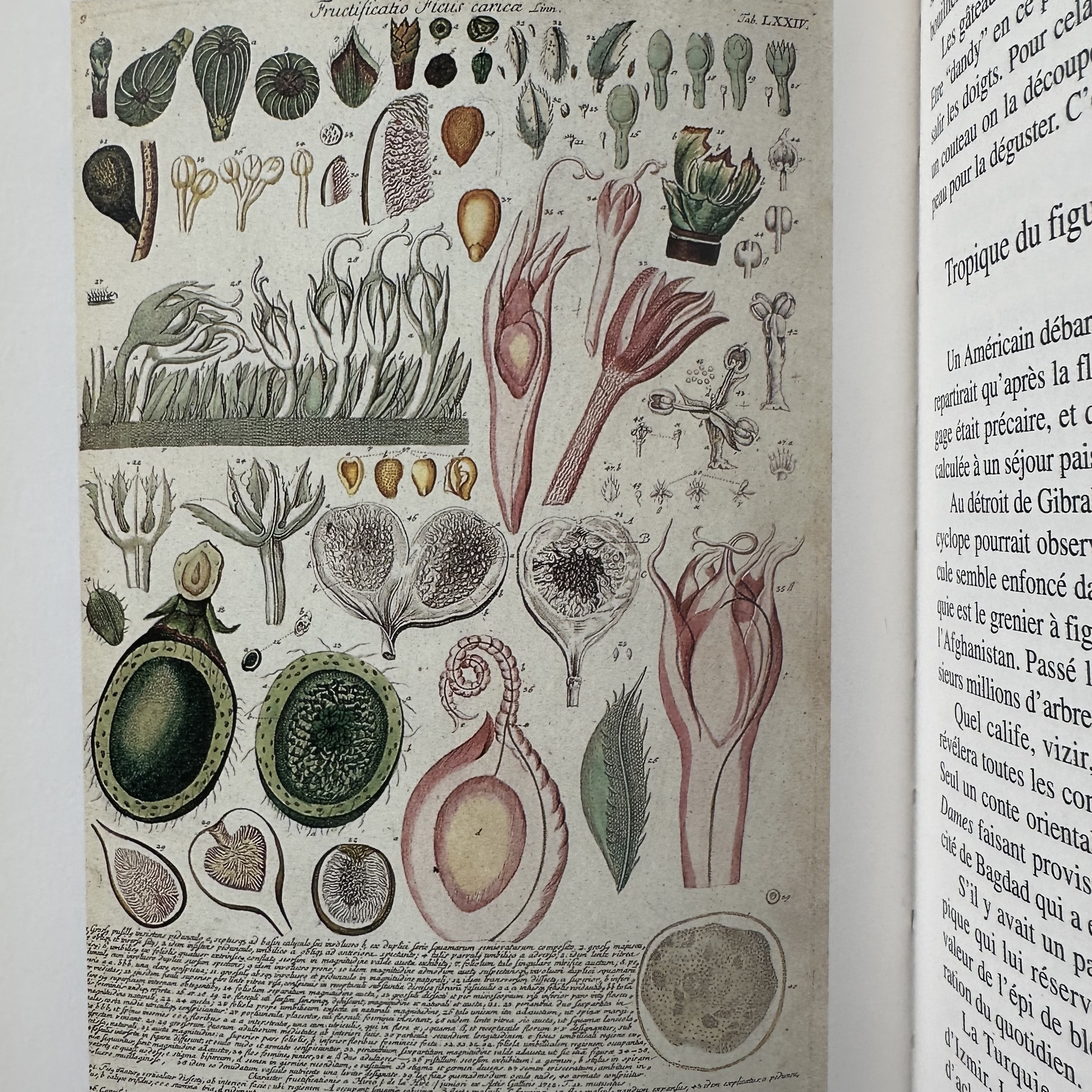 SERGUIER Clément : Pour un Panier de Figues. La Route des Rois. Librairie. Gastronomie