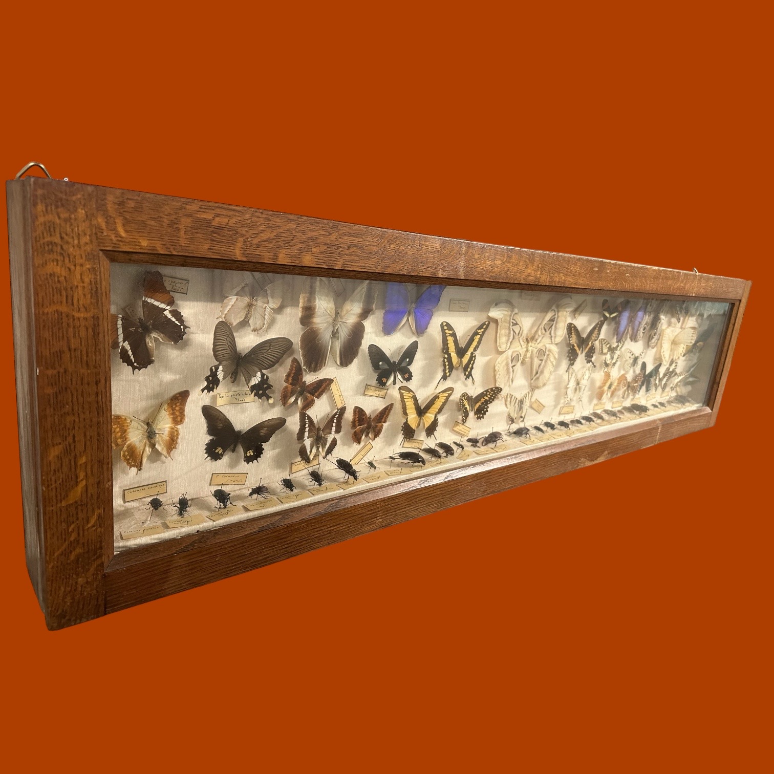 Vitrine ancienne Collection entomologie papillons & scarabées (140x35cm)