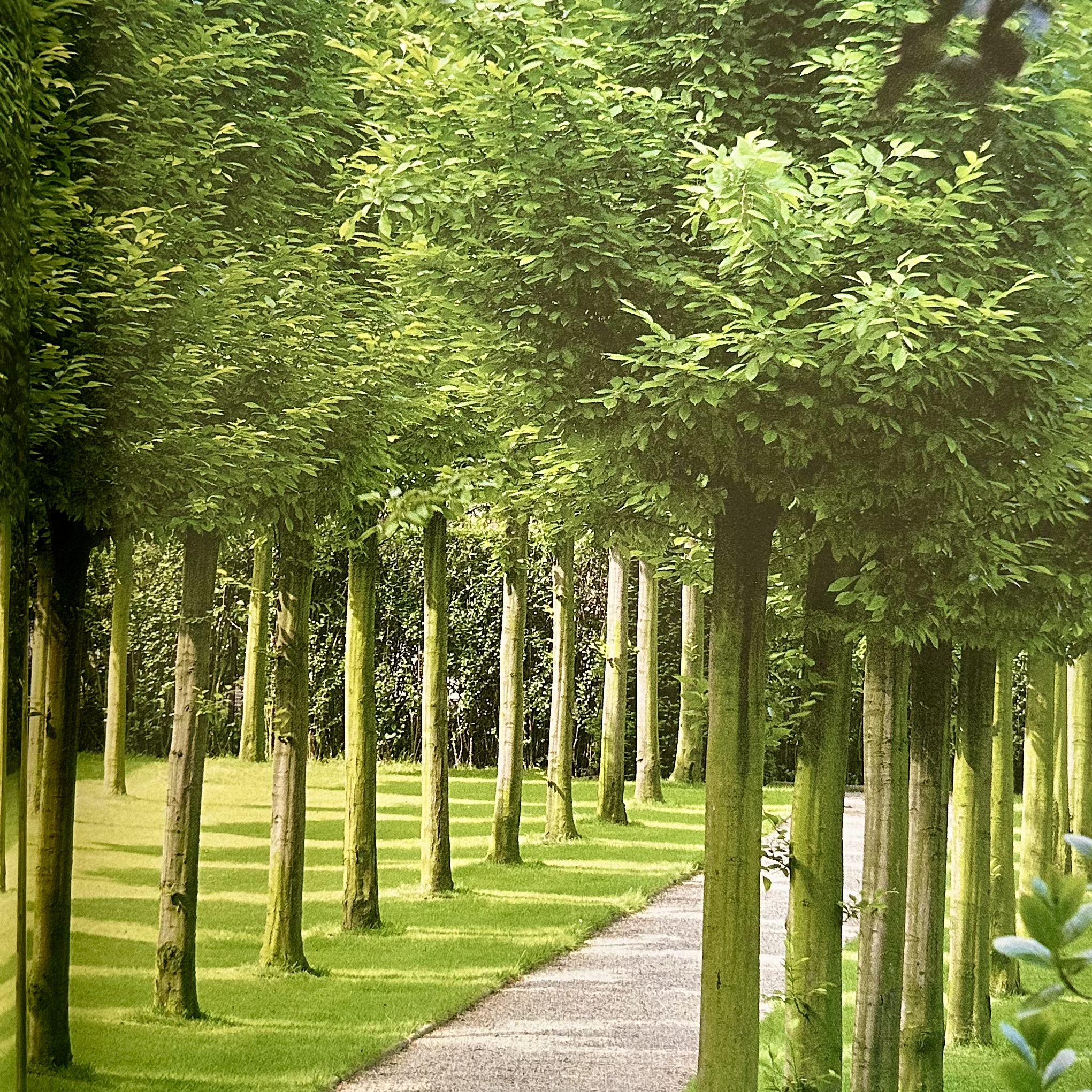 PIGEAT Jean-Paul : Parcs et Jardins contremporains. La Route des Rois. Librairie. Jardin/Ecologie