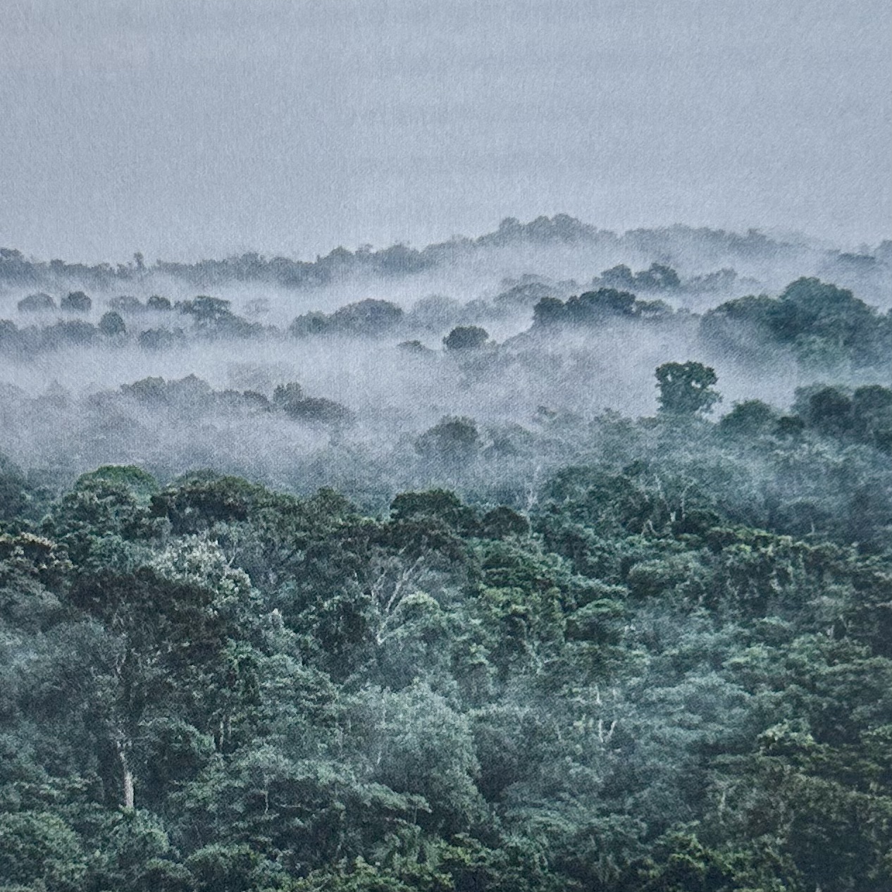 HALLÉ Francis : Plaidoyer pour la Forêt Tropicale. Sommet de la diversité. La Route des Rois. Librairie. Jardin/Ecologie