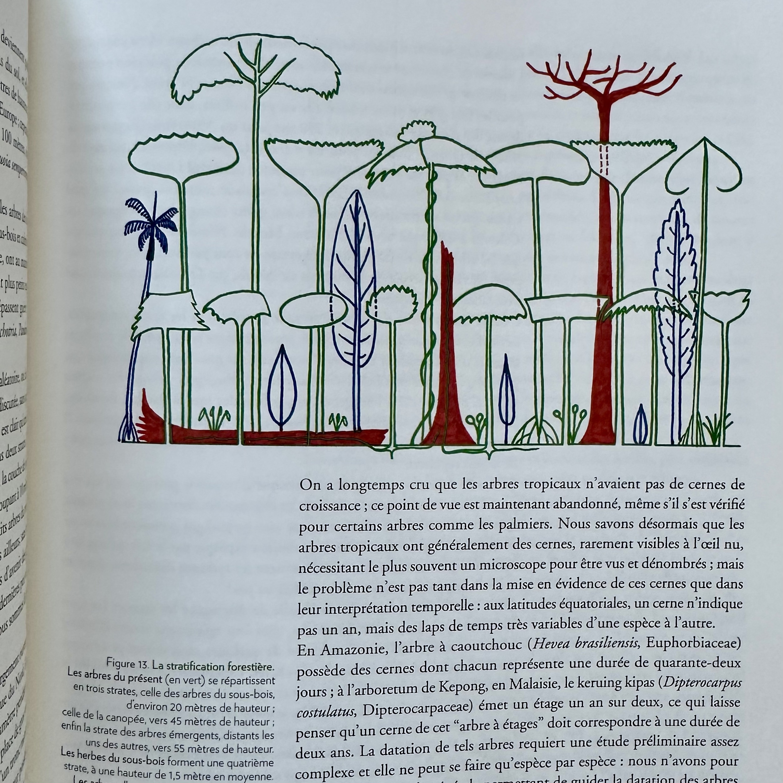 HALLÉ Francis : Plaidoyer pour la Forêt Tropicale. Sommet de la diversité. La Route des Rois. Librairie. Jardin/Ecologie