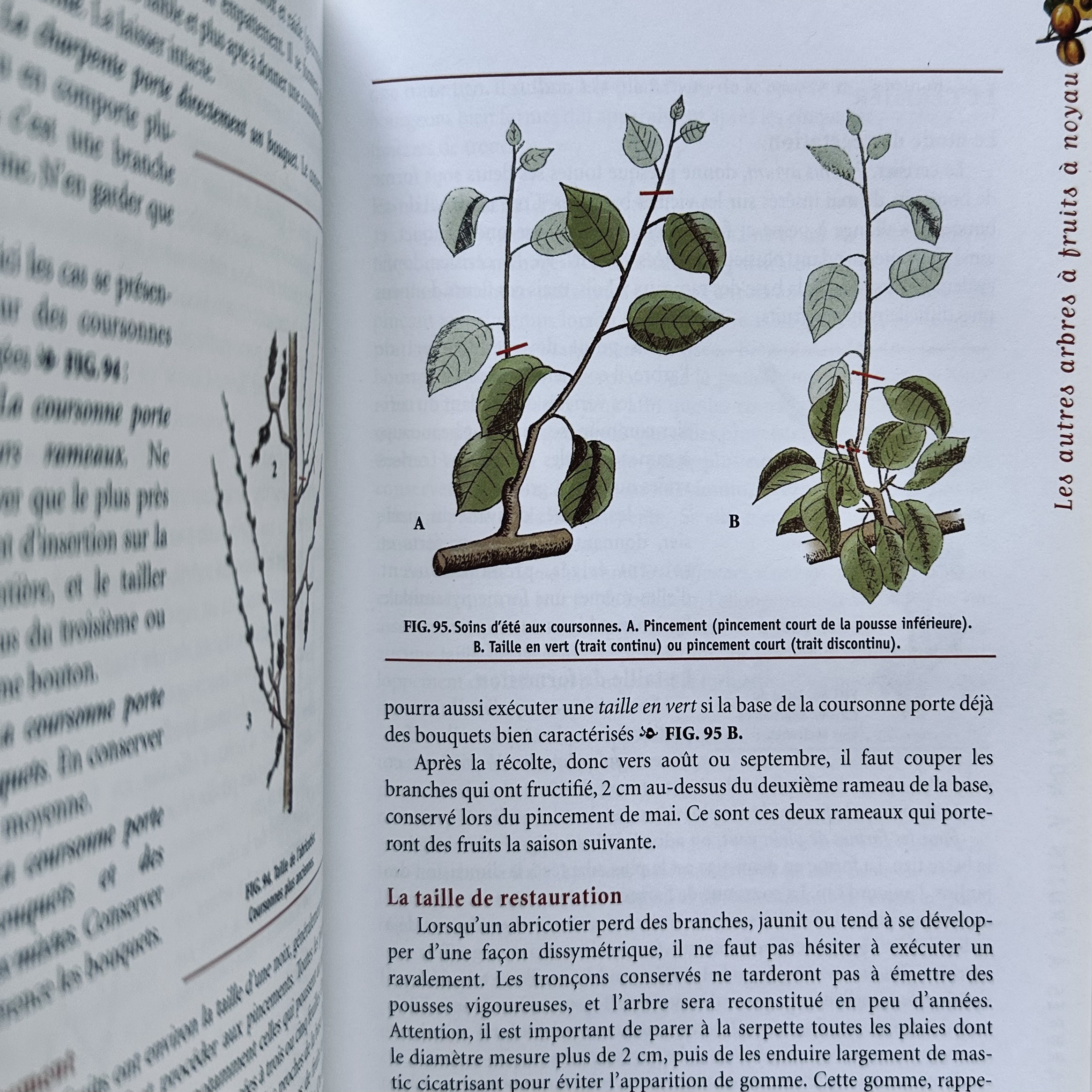 TRUFFAUT G. : LArt de Tailler. La Route des Rois. Librairie. Jardin/Ecologie