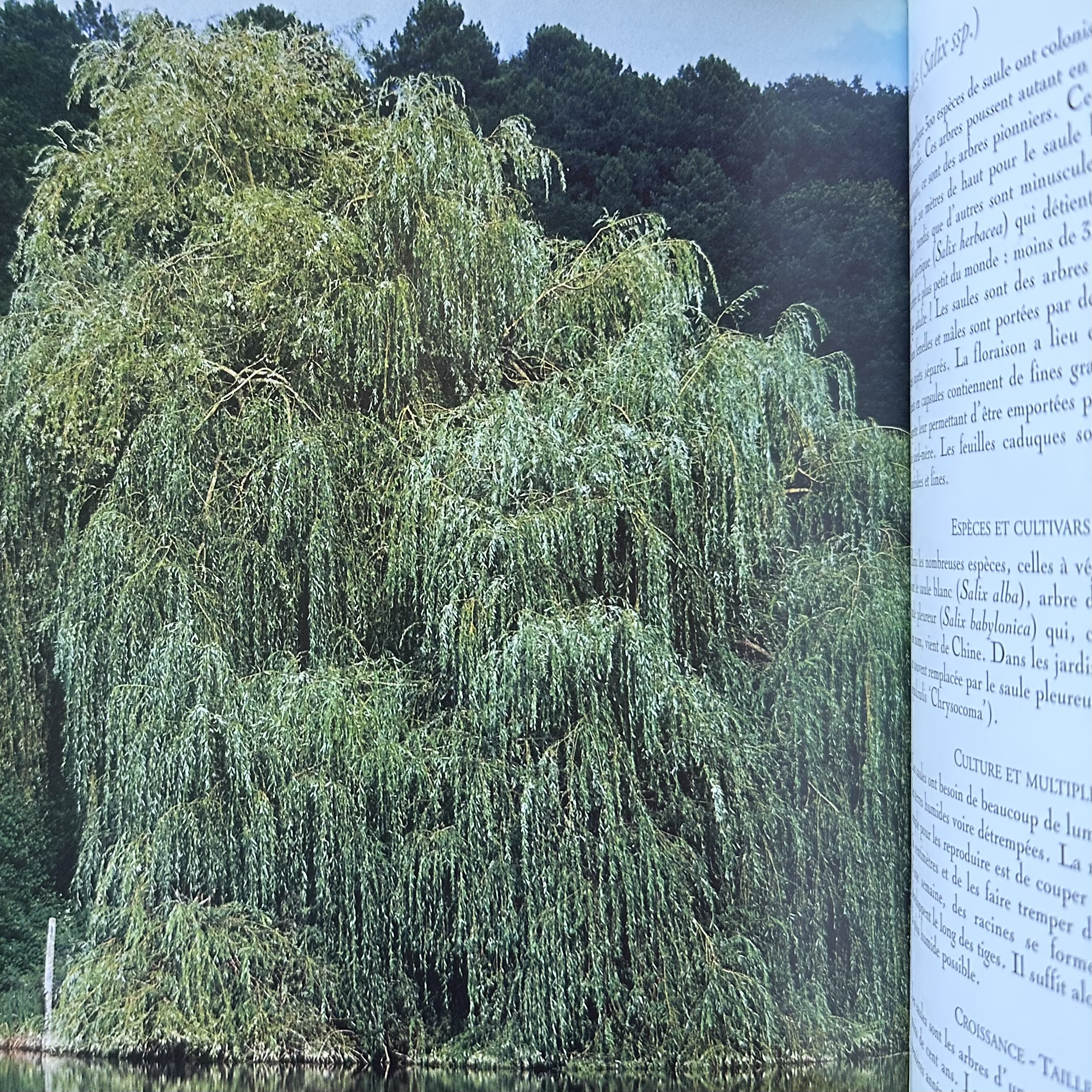 VIARD M. : Vite un Beau Jardin - Plantes à Croissance Rapide. La Route des Rois. Librairie. Jardin/Ecologie