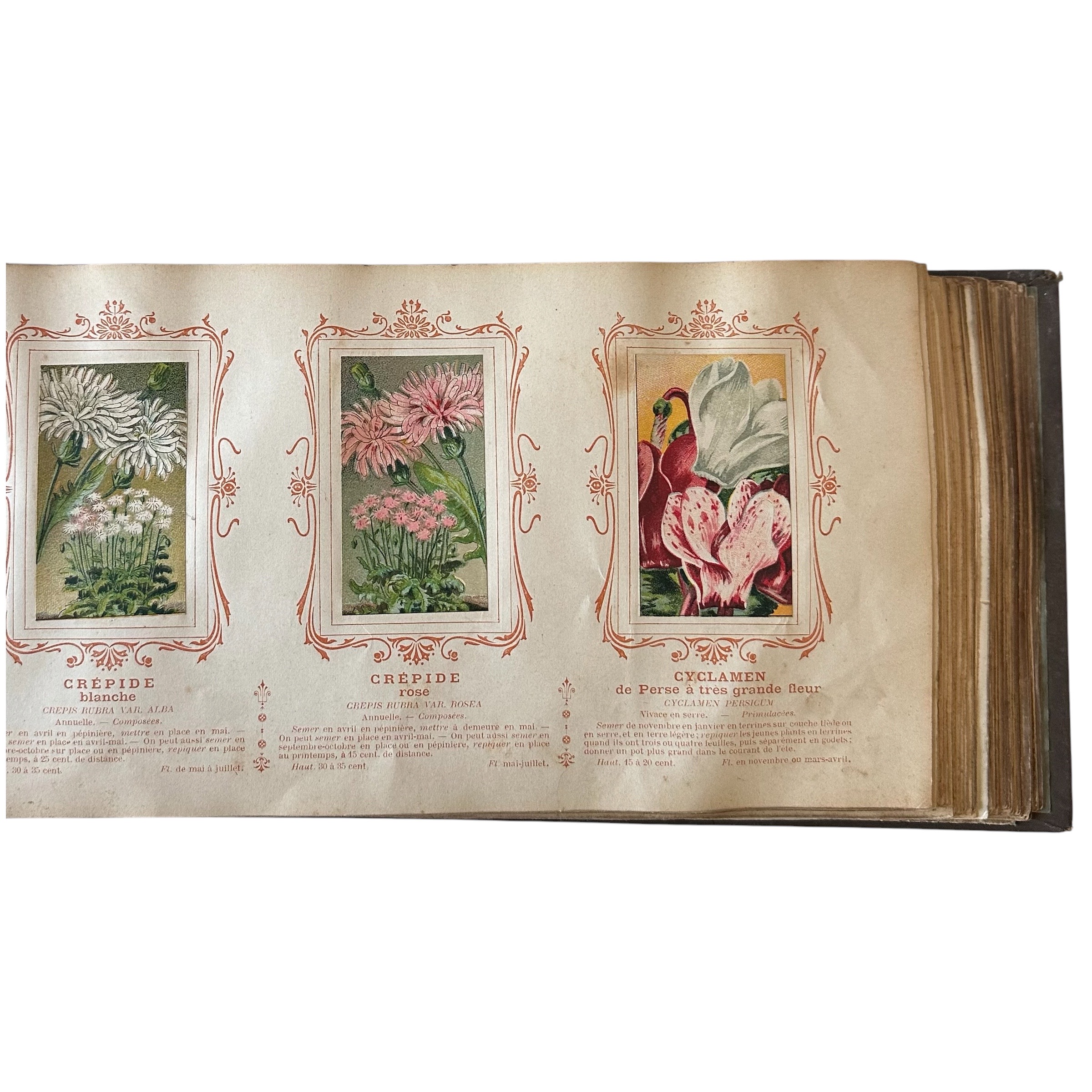 BAUDOT L. : Fleurs et Légumes de nos Jardins. La Route des Rois. Librairie. Jardin/Ecologie
