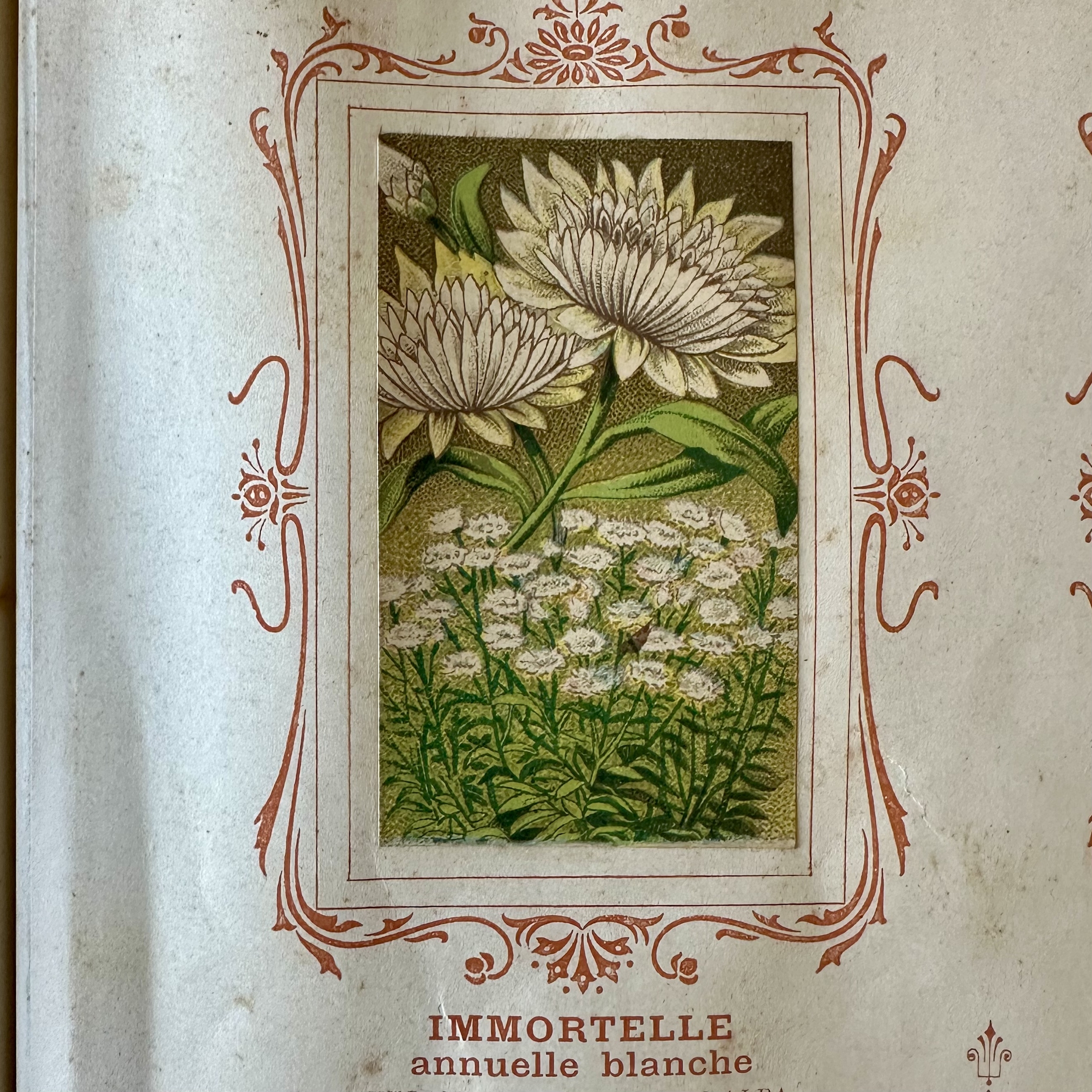 BAUDOT L. : Fleurs et Légumes de nos Jardins. La Route des Rois. Librairie. Jardin/Ecologie
