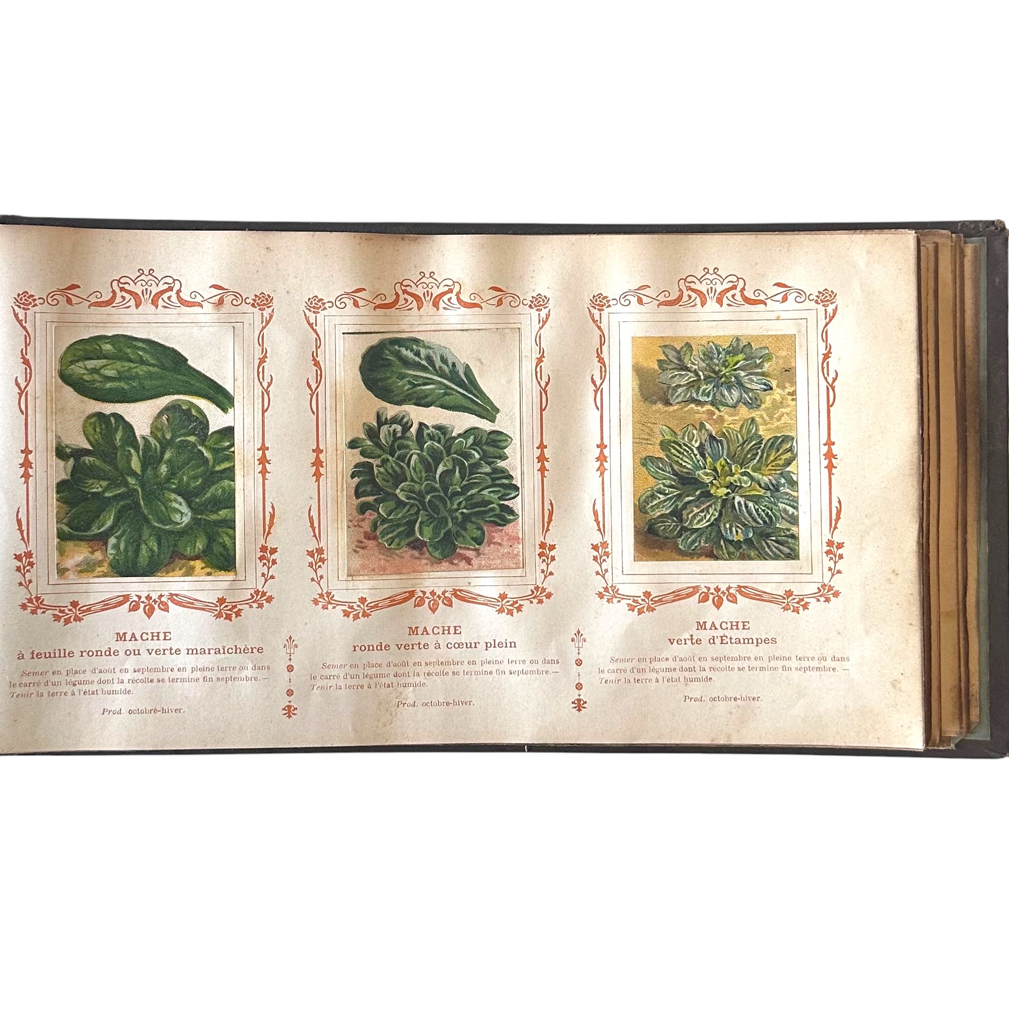 BAUDOT L. : Fleurs et Légumes de nos Jardins. La Route des Rois. Librairie. Jardin/Ecologie