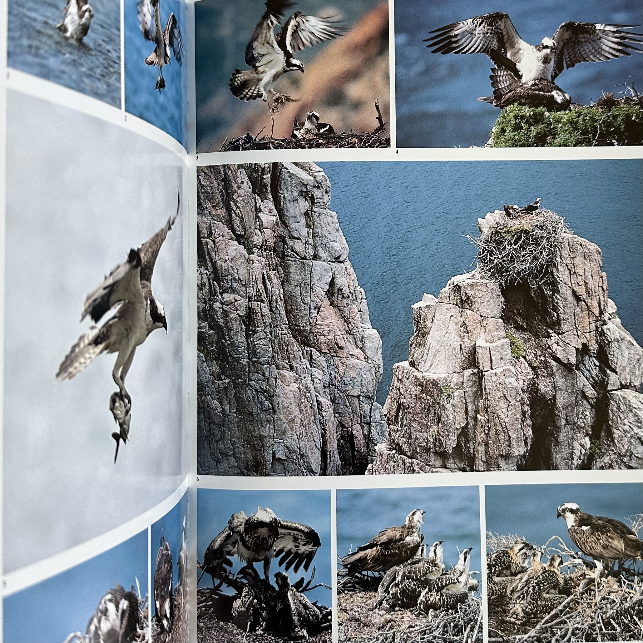 CULIOLI G.-X. / SAÏLLER E. : Terre de Corse. La Route des Rois. Librairie. Voyage