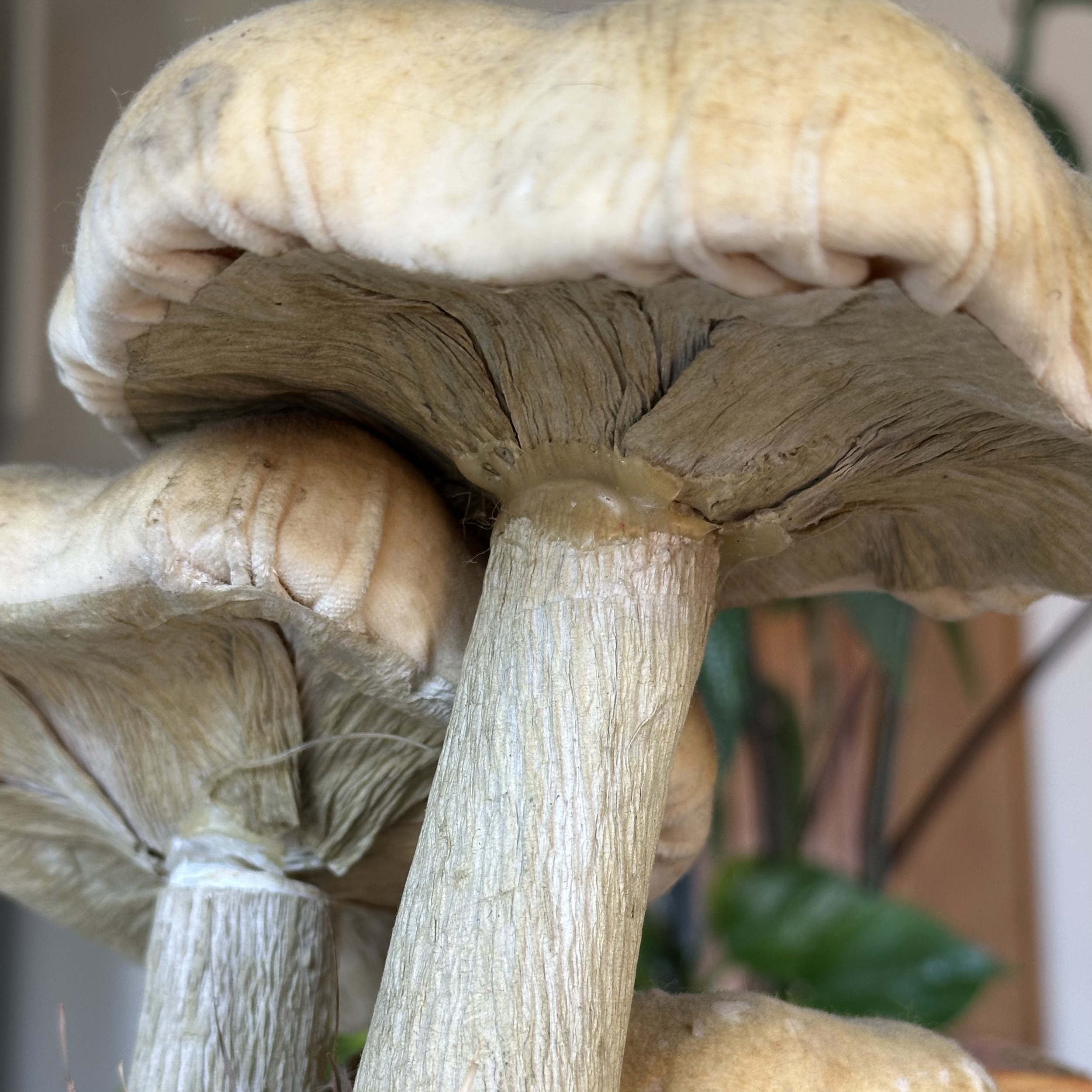 Champignons Décoratifs. Bro1Deco5. La Route des Rois. Brocante