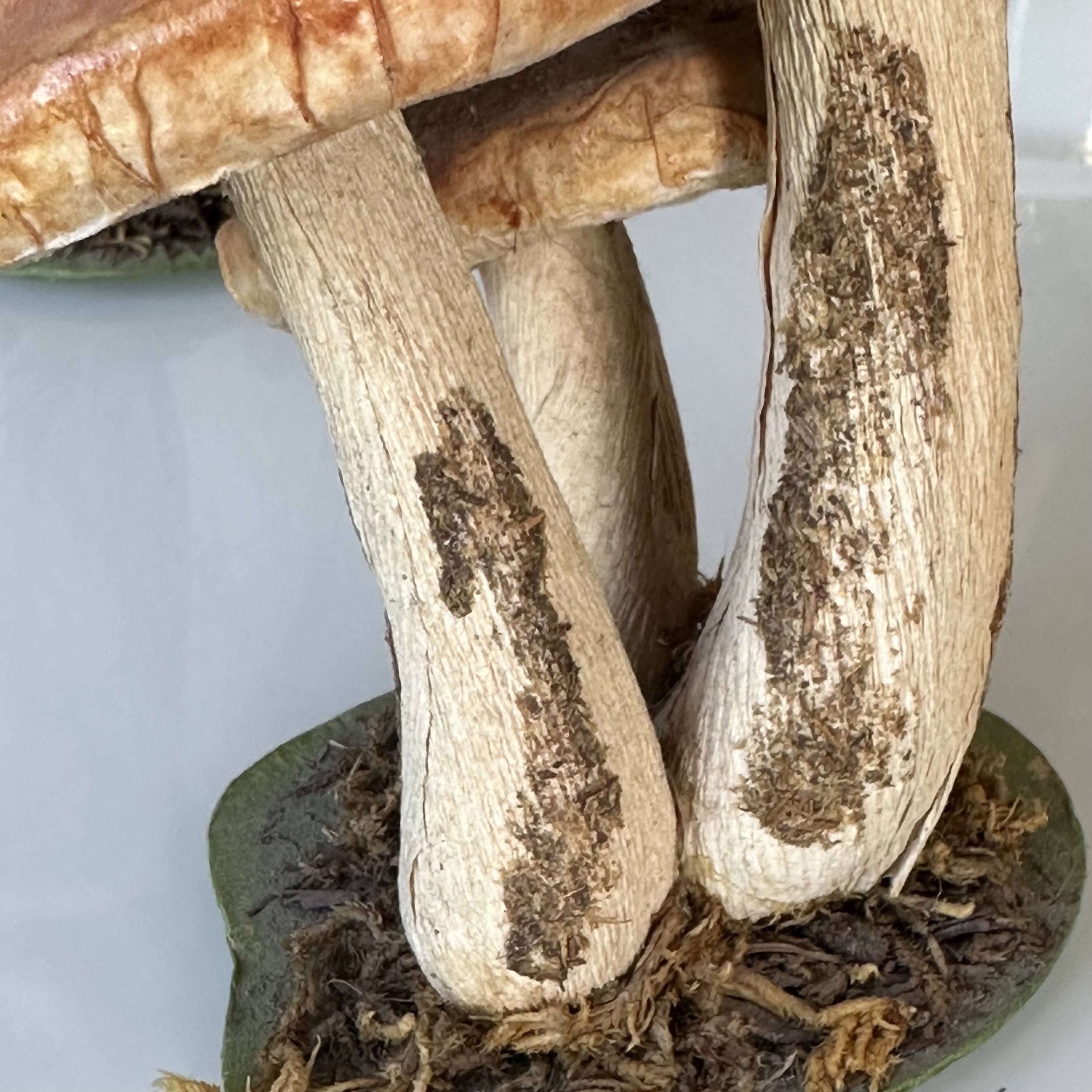 Champignons Décoratifs. Bro1Deco5. La Route des Rois. Brocante