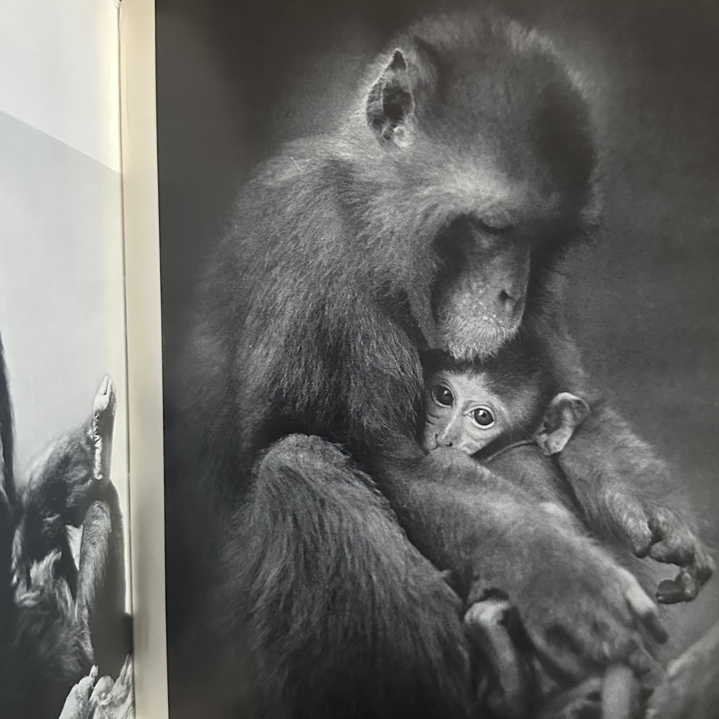 REICH H. / FINBERT E.-J. : Les Animaux et Leur Petits. LIBrdrU455. La Route des Rois. Librairie. Art. Artisanat