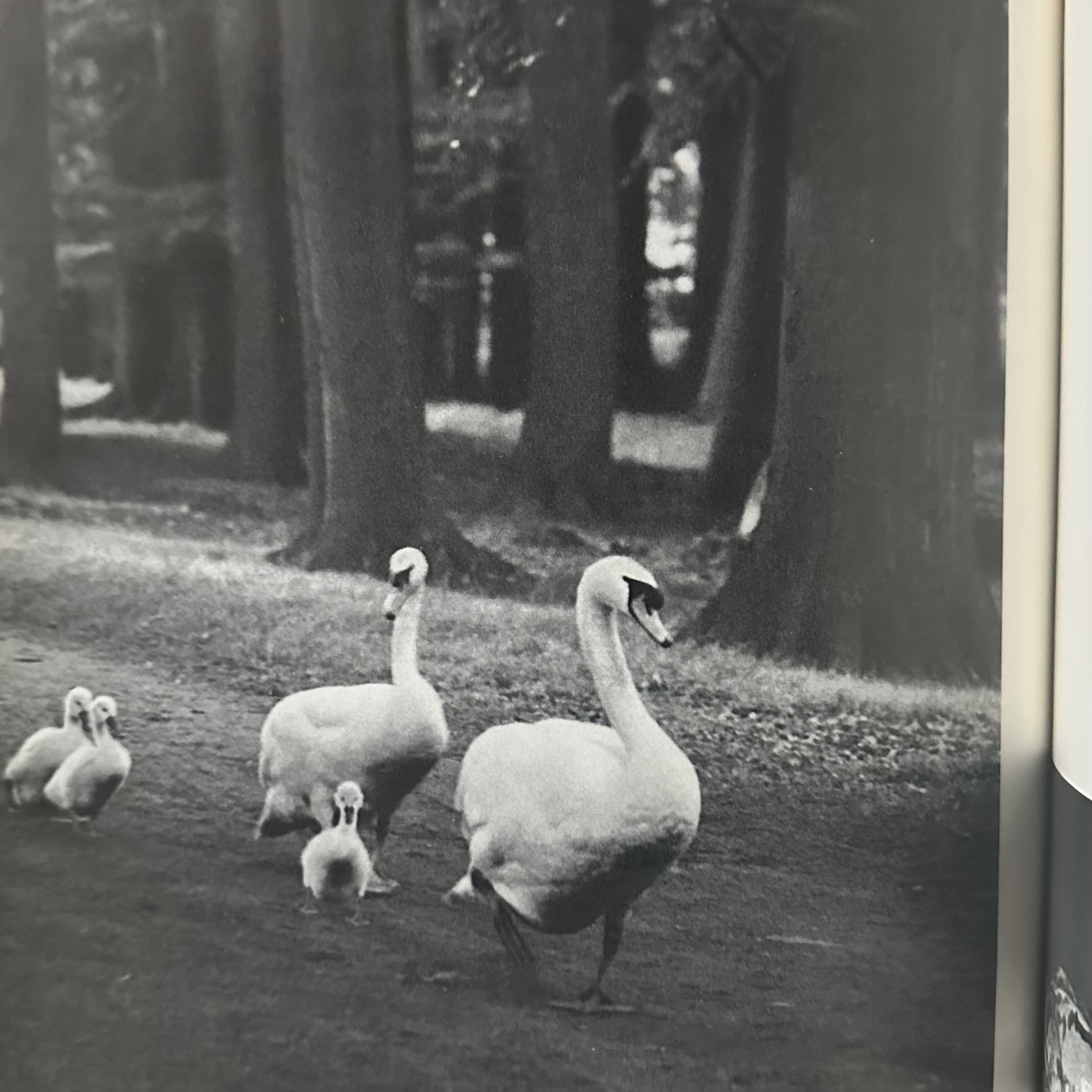 REICH H. / FINBERT E.-J. : Les Animaux et Leur Petits. LIBrdrU455. La Route des Rois. Librairie. Art. Artisanat