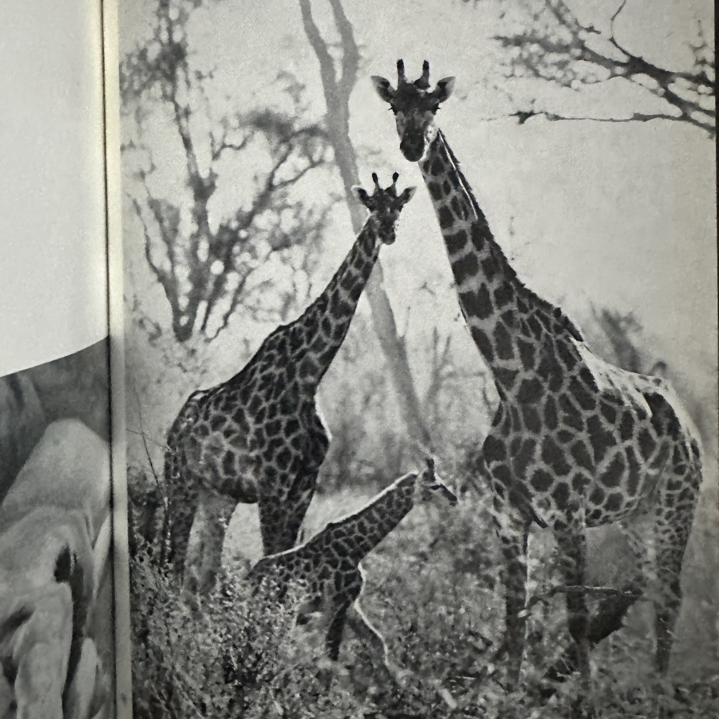 REICH H. / FINBERT E.-J. : Les Animaux et Leur Petits. LIBrdrU455. La Route des Rois. Librairie. Art. Artisanat