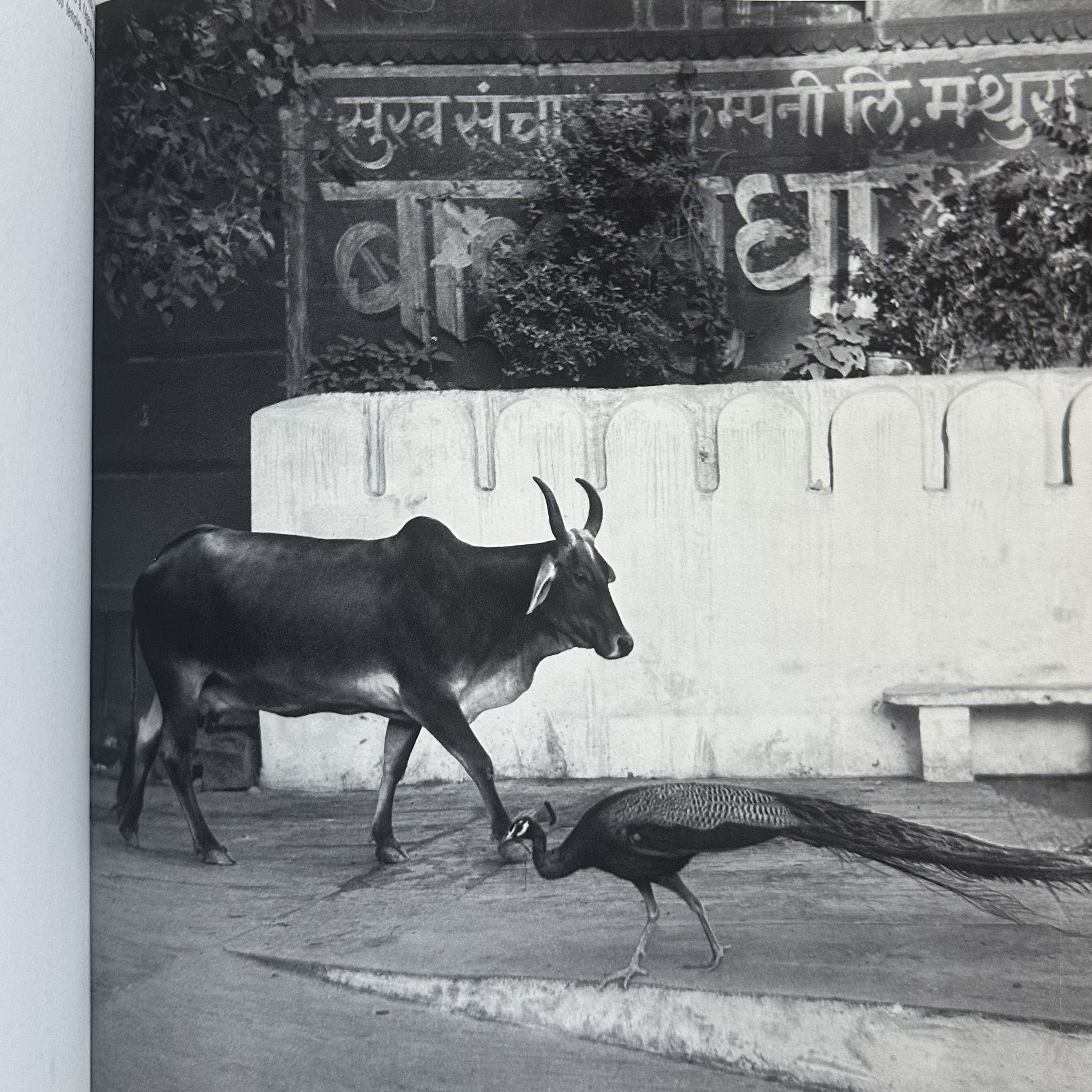 YLLA KOFFLER Camilla : Animaux Des Indes. LIBrdrU462. La Route des Rois. Librairie. Voyage