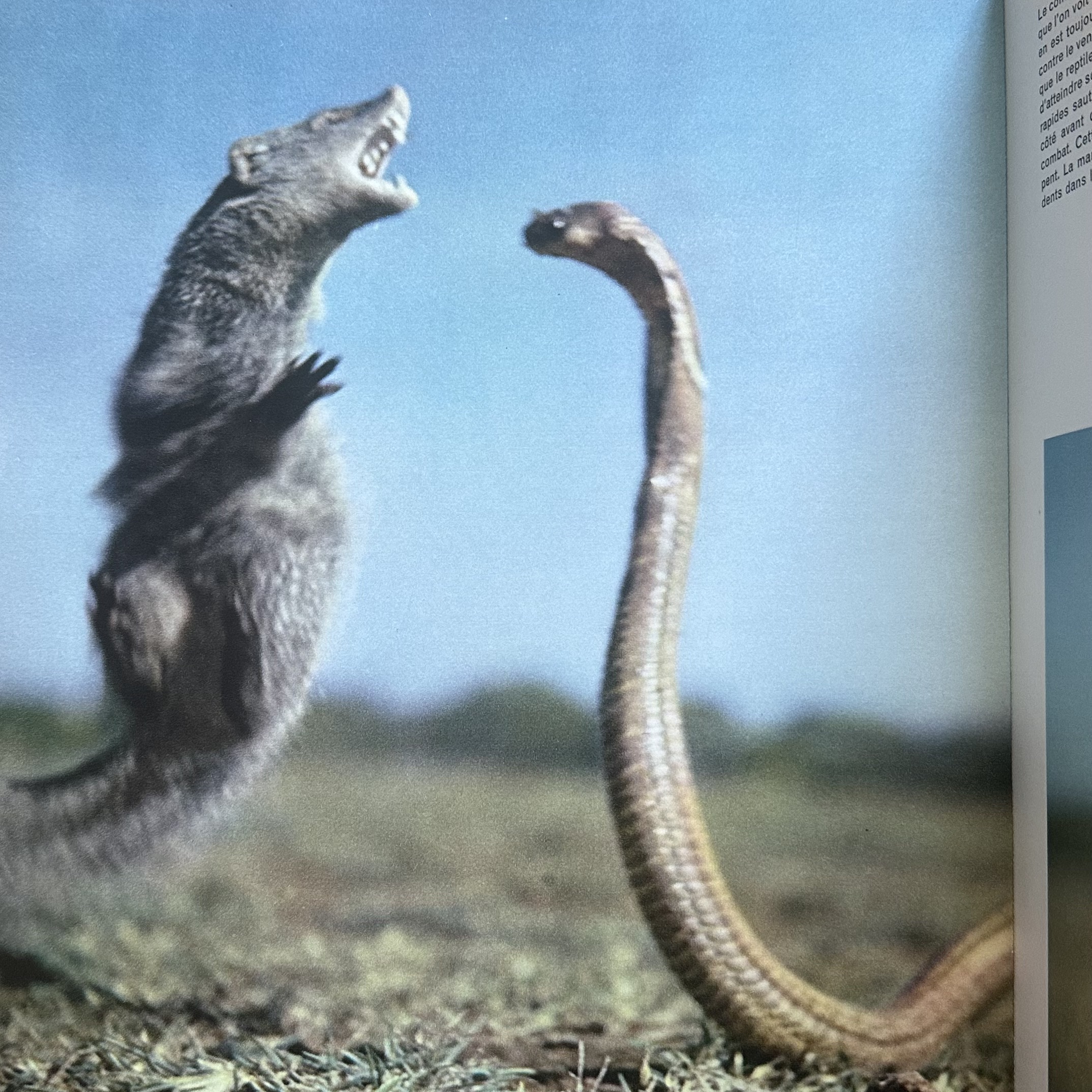 YLLA KOFFLER Camilla : Animaux Des Indes. LIBrdrU462. La Route des Rois. Librairie. Voyage