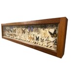 Vitrine ancienne Collection entomologie papillons et scarabée. BroVit1. La Route des Rois. Brocante