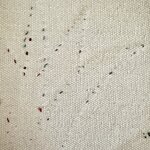 Coussin KHAYAMEYA: TexCKh15. La Route des Rois. Lifestyle. Textile
