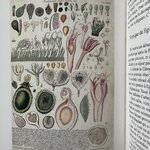 SERGUIER Clément : Pour un Panier de Figues. La Route des Rois. Librairie. Gastronomie
