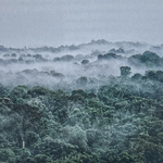 HALLÉ Francis : Plaidoyer pour la Forêt Tropicale. Sommet de la diversité. La Route des Rois. Librairie. Jardin/Ecologie