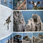 CULIOLI G.-X. / SAÏLLER E. : Terre de Corse. La Route des Rois. Librairie. Voyage