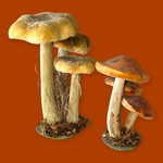Champignons Décoratifs. Bro1Deco5. La Route des Rois. Brocante