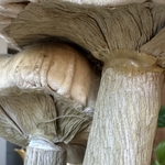 Champignons Décoratifs. Bro1Deco5. La Route des Rois. Brocante