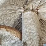 Champignons Décoratifs. Bro1Deco5. La Route des Rois. Brocante