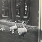 REICH H. / FINBERT E.-J. : Les Animaux et Leur Petits. LIBrdrU455. La Route des Rois. Librairie. Art. Artisanat