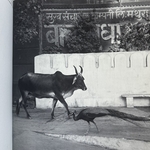 YLLA KOFFLER Camilla : Animaux Des Indes. LIBrdrU462. La Route des Rois. Librairie. Voyage