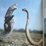 YLLA KOFFLER Camilla : Animaux Des Indes. LIBrdrU462. La Route des Rois. Librairie. Voyage