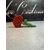 rose love 1 a