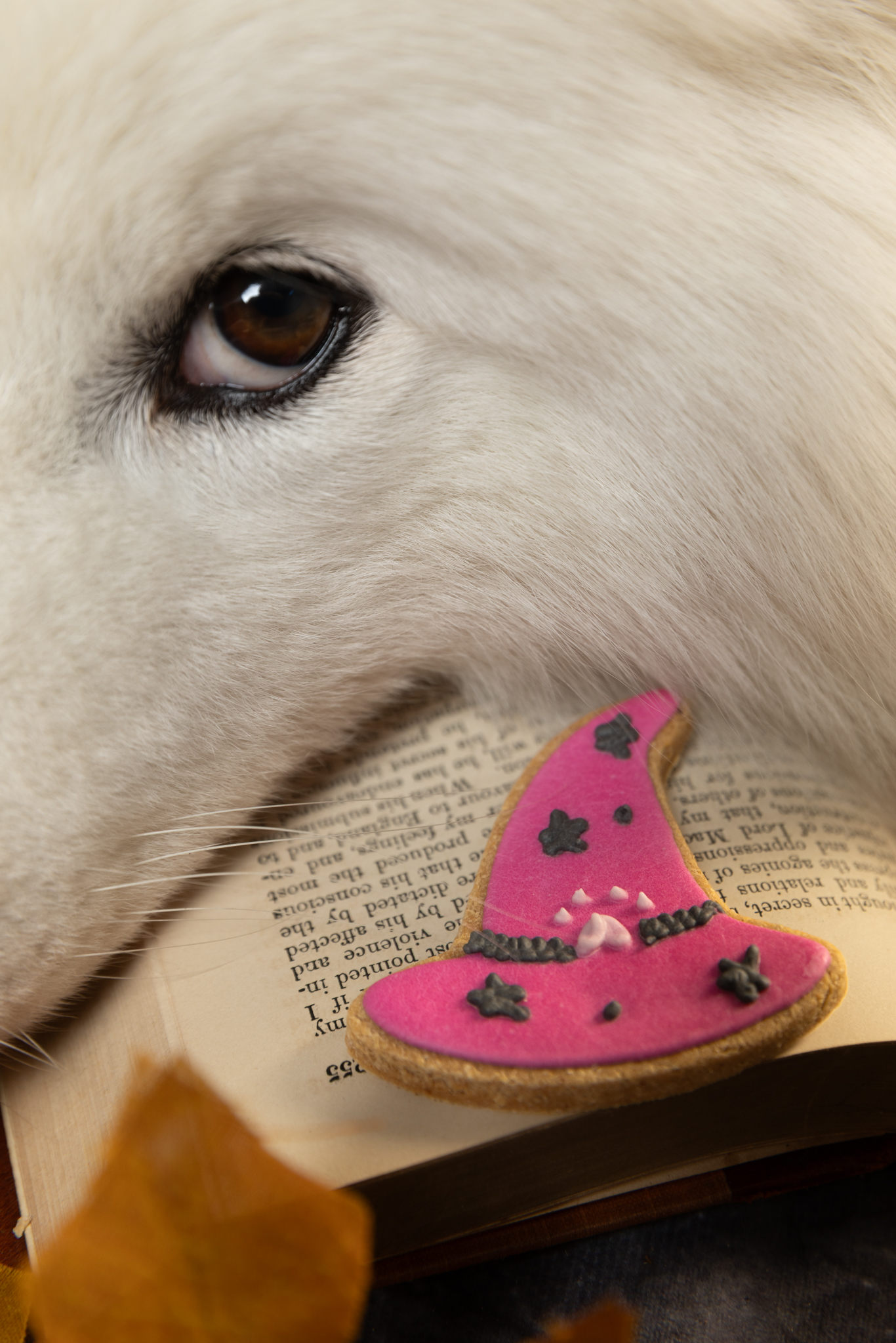 IMG_5981