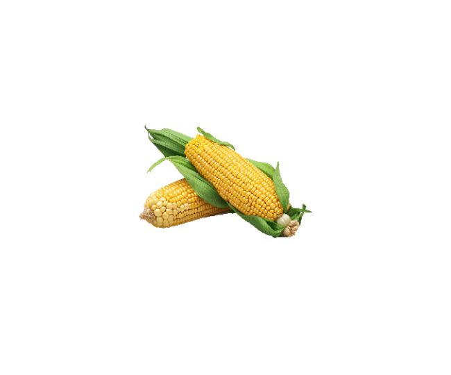 tete truffe mais