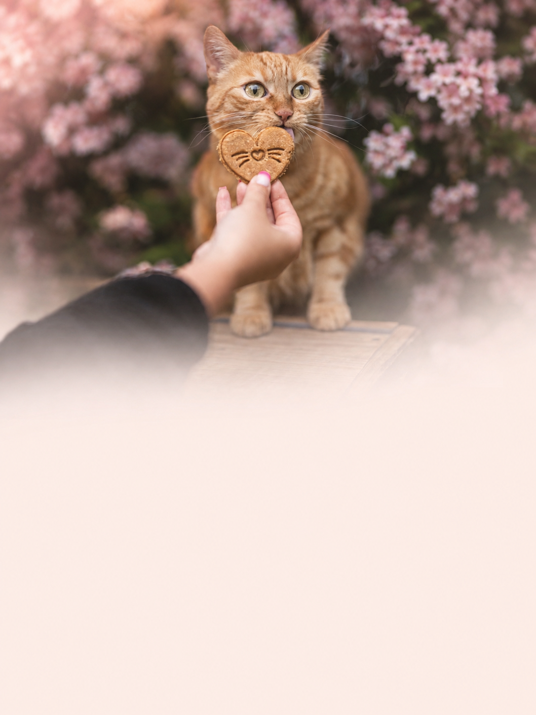 Friandises artisanales pour chats En Tête à Truffe