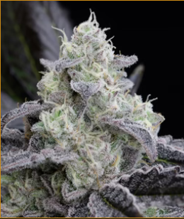 L.A Vanilla Cake