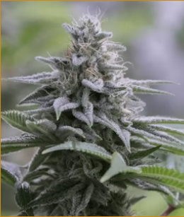 Zkittlez 2.0