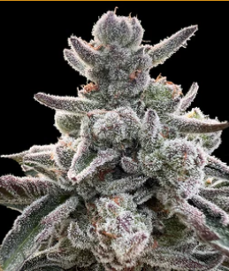 Polar Gelato by Sherbinskis