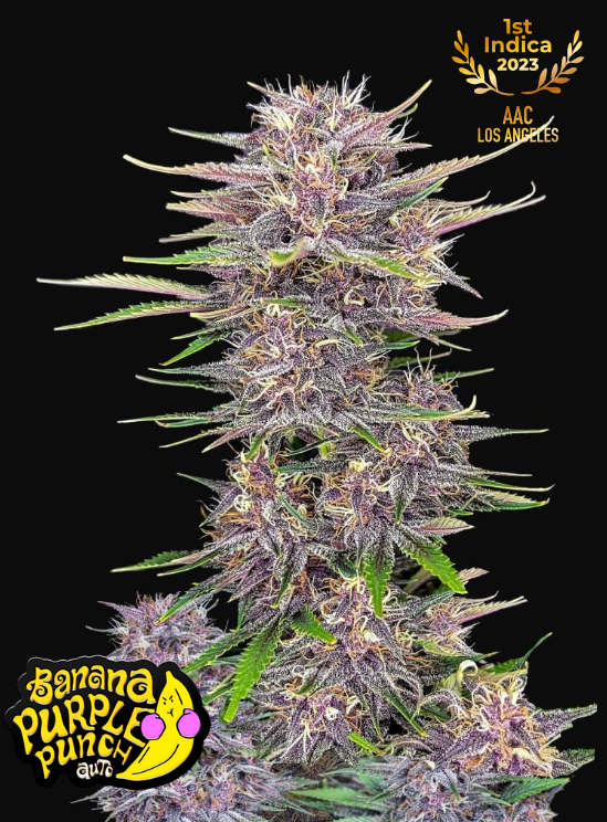 Banana Purple Punch Auto