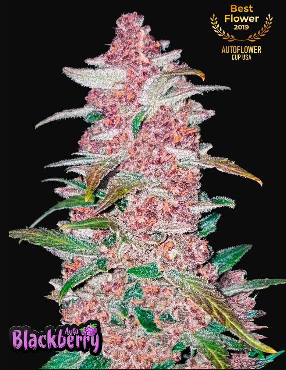 Blackberry Auto