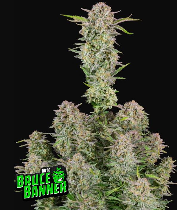 Bruce Banner Auto