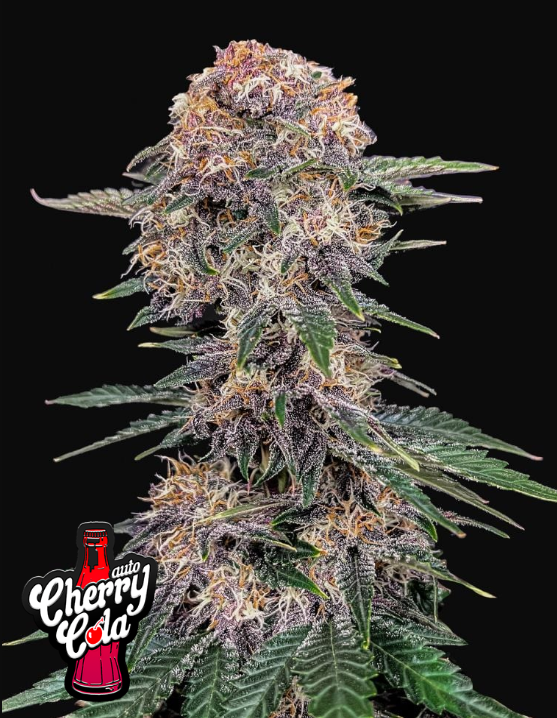 Cherry Cola Auto