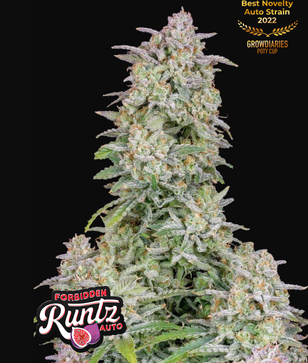 Forbidden Runtz Auto