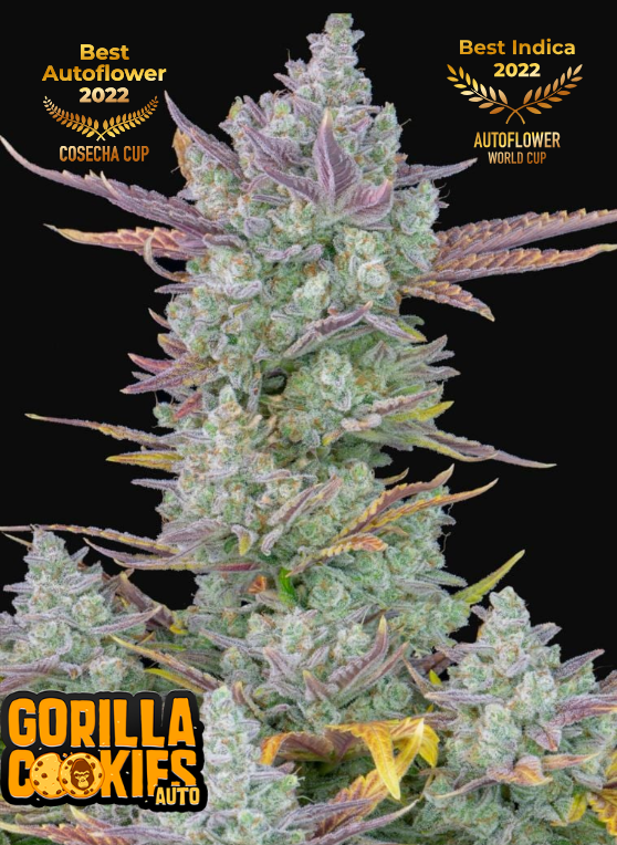 Gorilla Cookies Auto