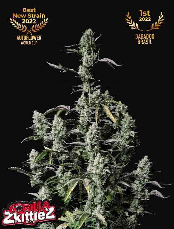 Gorilla Zkittlez Auto