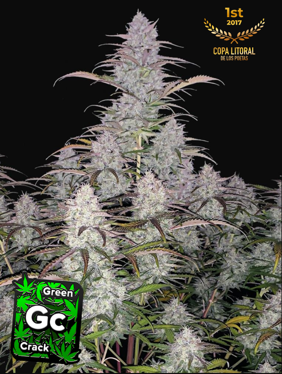 Green Crack Auto