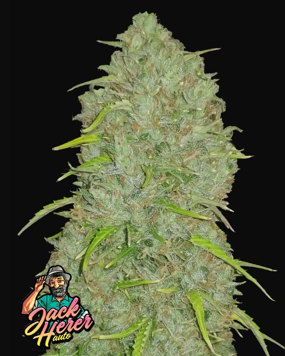 Jack Herer Auto