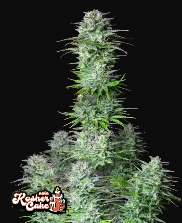 Kosher Cake Auto