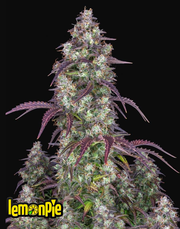 Lemon Pie Auto