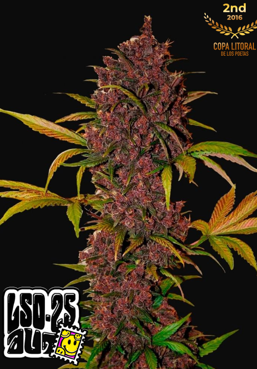 LSD-25 Auto